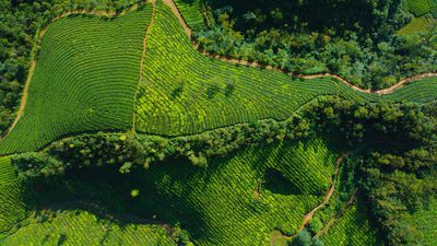 Tea Gardens from Above Large