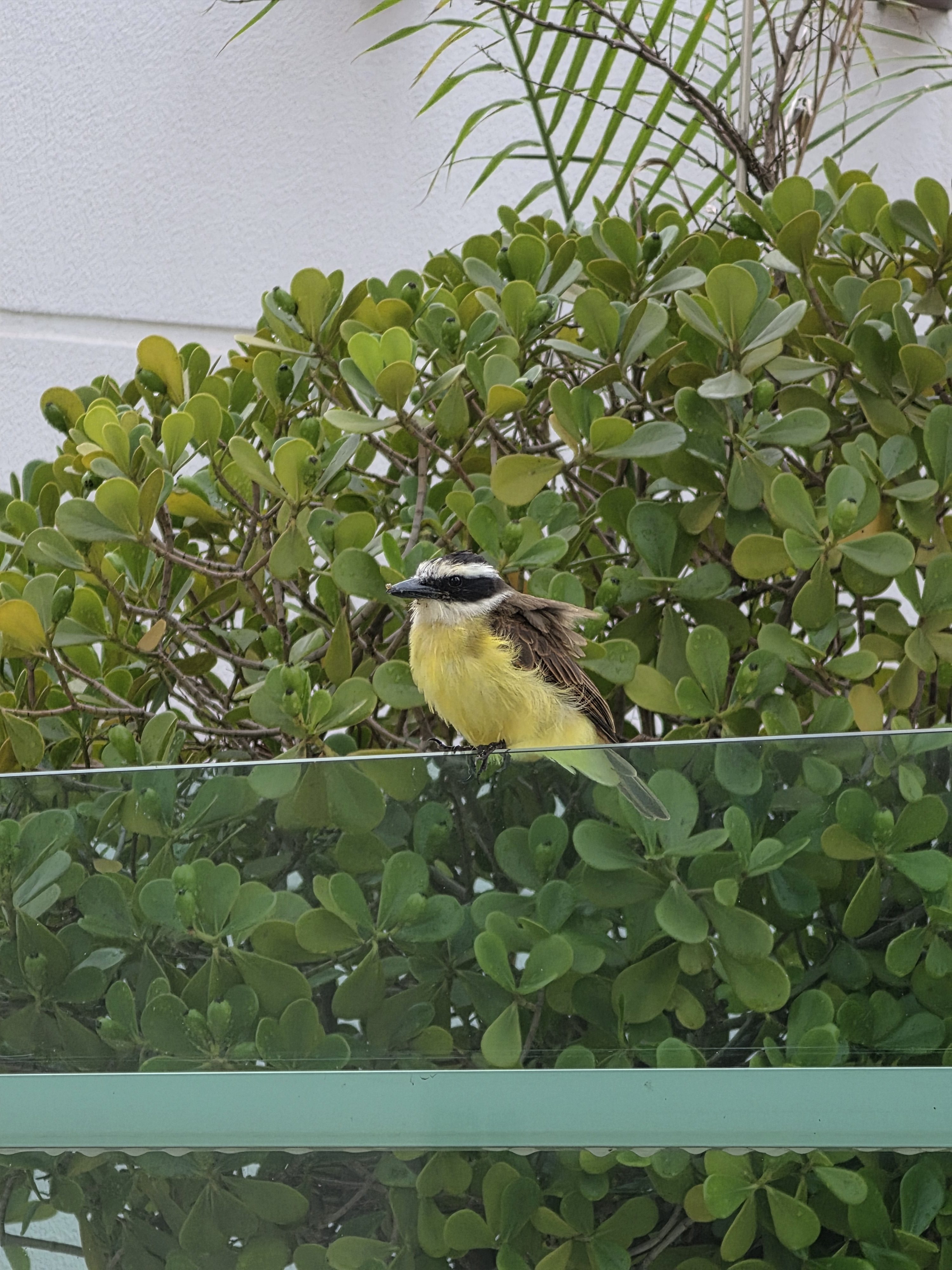 Galaxy S26 Ultra zoom shot of a bird